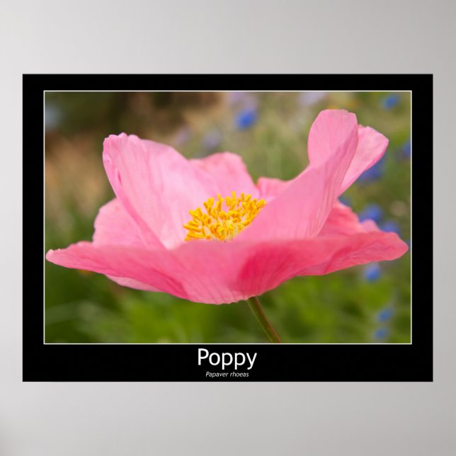 Schönes rosa Mohnfoto Nah-Up-Foto Poster (Vorne)