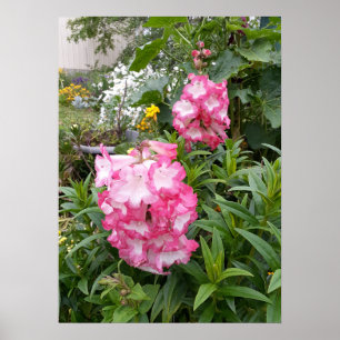 Schönes rosa Penstemon Blumengarten Poster