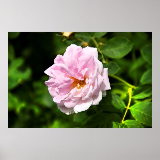 Schönes rosa Rosa Foto Poster (Vorne)