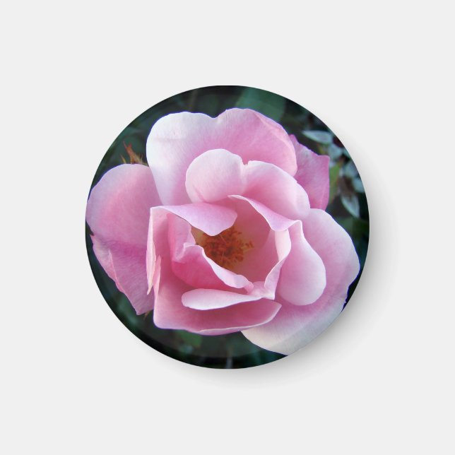 Schönes rosa Rose Magnet (Vorne)