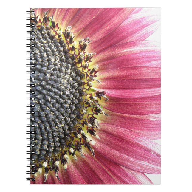Schönes rosa Sonnenblumen-Notebook Notizblock (Vorderseite)