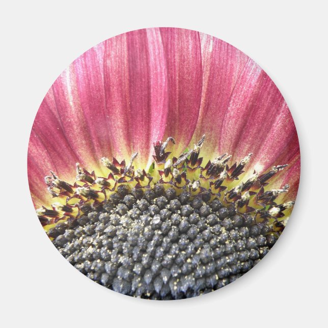 Schönes rosa Sonnenblumenmagazin Magnet (Vorne)