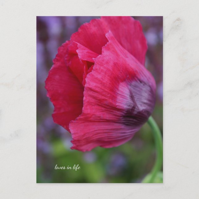 Schönes Rosa und Lila Mohn Postkarte (Vorderseite)