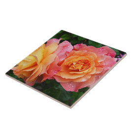 Schönes rosa und orange Rose Foto Fliese