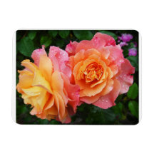 Schönes rosa und orange Rose Foto