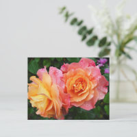 Schönes rosa und orange Rose Foto