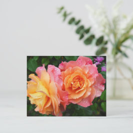 Schönes rosa und orange Rose Foto Postkarte