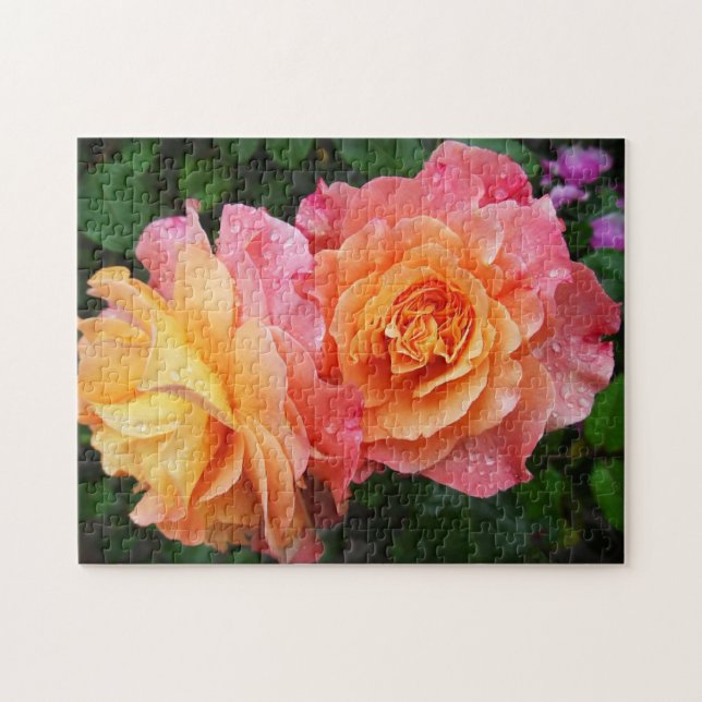 Schönes rosa und orange Rose Foto Puzzle (Horizontal)