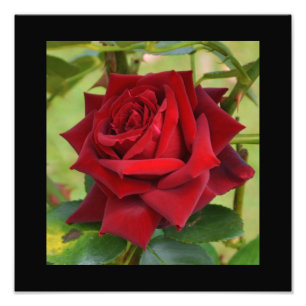 Schönes Rot-Rosen-Plakat Fotodruck