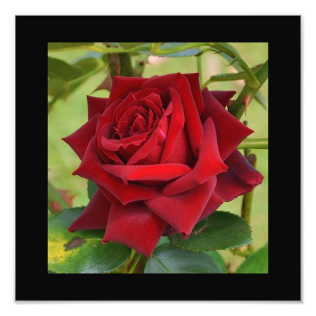 Schönes Rot-Rosen-Plakat Fotodruck (Vorne)