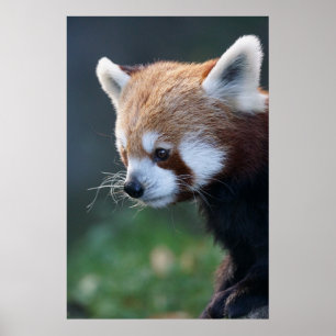 Schönes rotes Panda-Portrait Poster