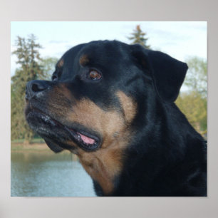 Schönes Rottweiler Poster