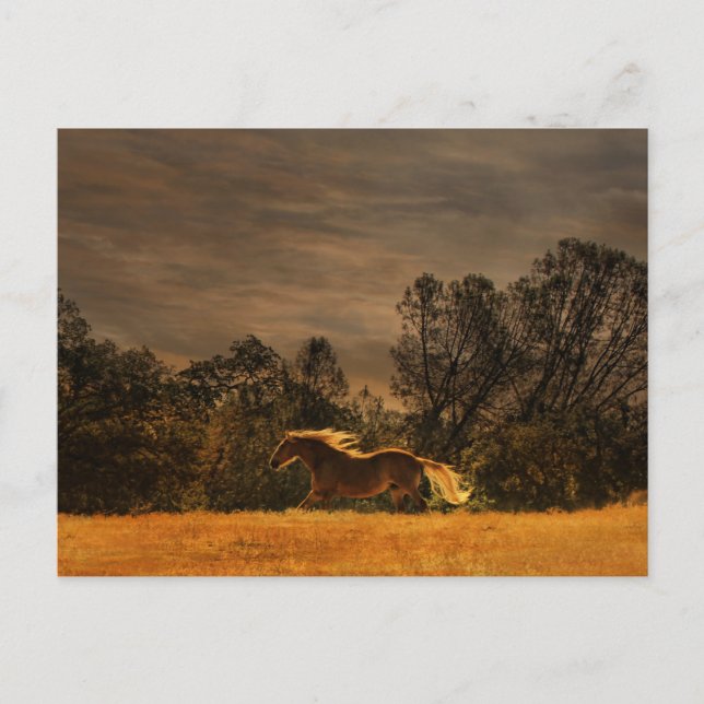 Schönes Running Palomino im Sonnenuntergang Postkarte (Vorderseite)