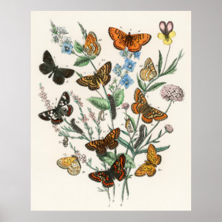 Schönes Schmetterlingposter - Vintage Kunst Poster
