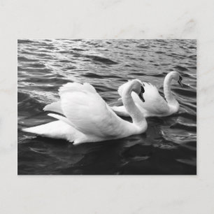 Schönes Schwanenpaar im Wasser Postkarte