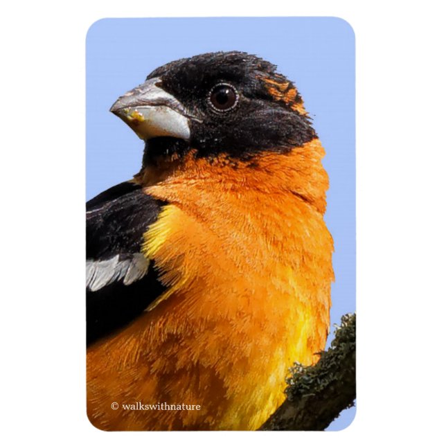 Schönes Schwarz-Headed Grosbeak in einem Baum Magnet (Vertikal)