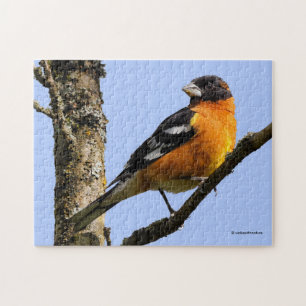 Schönes Schwarz-Headed Grosbeak in einem Baum Puzzle