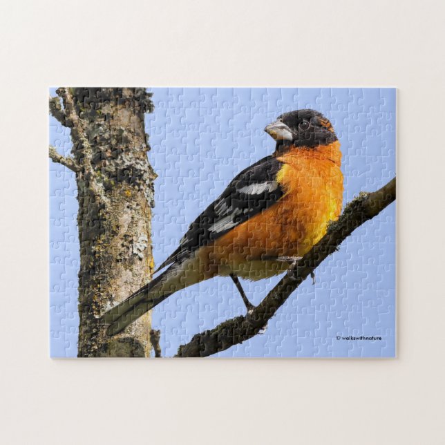 Schönes Schwarz-Headed Grosbeak in einem Baum Puzzle (Horizontal)