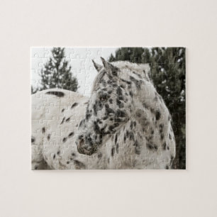 Schönes Schwarz-Weiß Appaloosa Pferd Puzzle