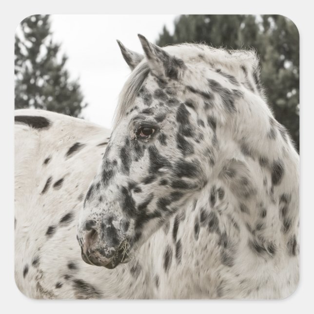 Schönes Schwarz-Weiß Appaloosa Pferd Quadratischer Aufkleber (Vorderseite)