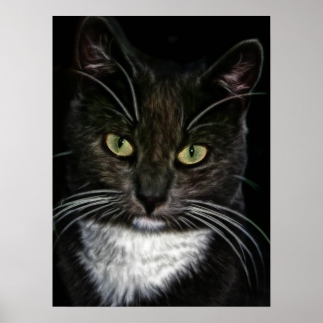 Schönes Schwarz-Weiß-Katzenposter Poster (Vorne)