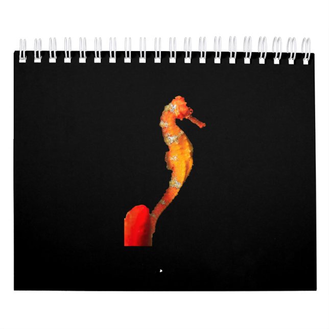Schönes Seepferd vorne Kalender (Titelbild)