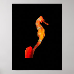 Schönes Seepferd vorne Poster