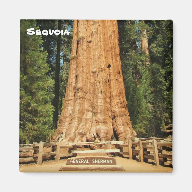 Schönes Sequoia Magnet! Magnet (Vorne)