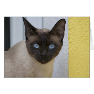 Schönes Siegel Point Siamese Katze