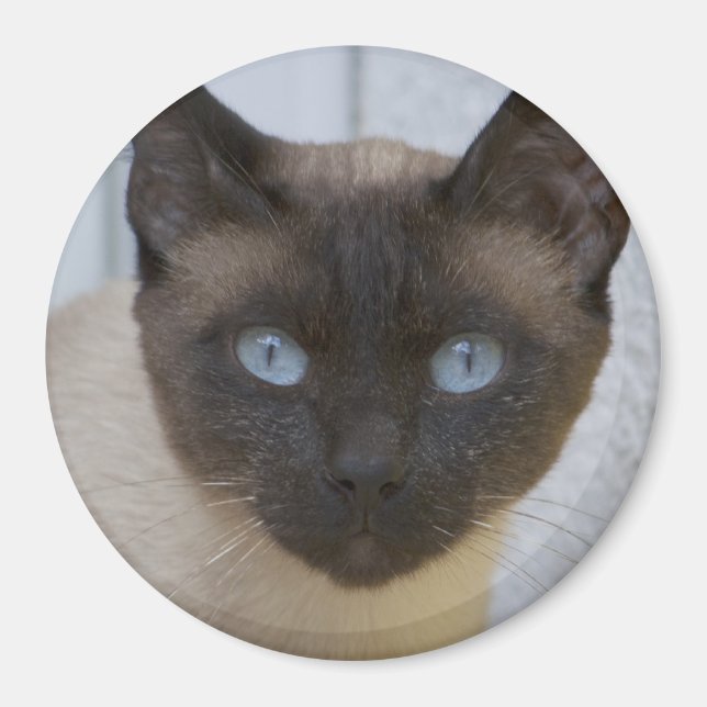 Schönes Siegel Point Siamese Katze Magnet (Vorne)