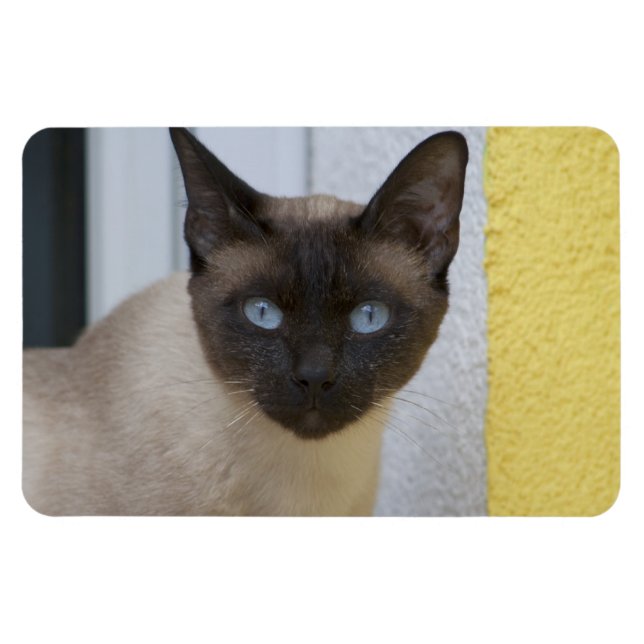 Schönes Siegel Point Siamese Katze Magnet (Horizontal)