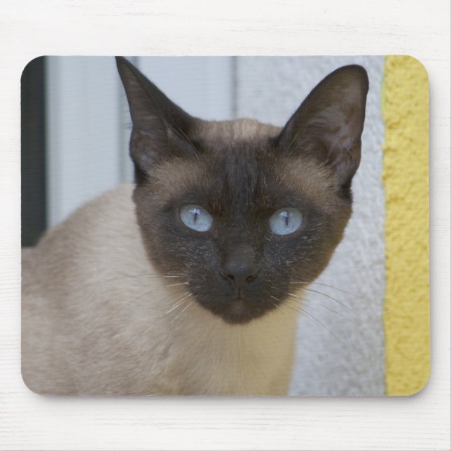 Schönes Siegel Point Siamese Katze Mousepad (Vorne)
