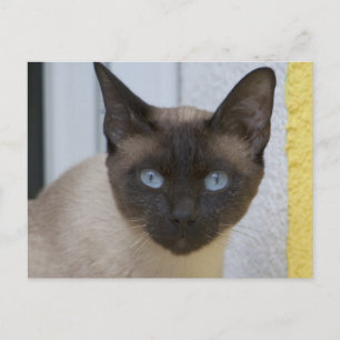 Schönes Siegel Point Siamese Katze Postkarte