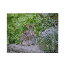 Schönes Sonnenbad im Garten