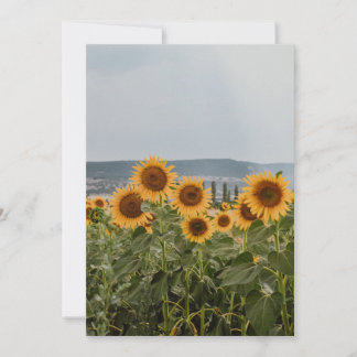 Schönes Sonnenblumenfeld Natur Ästhetik Fotografie Feiertagskarte
