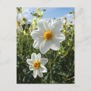 Schönes sonniges Weiß Dahlia Blume DIREKT Postkart Feiertagspostkarte
