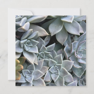 Schönes Sukkuläres Foto der Pflanze Karte