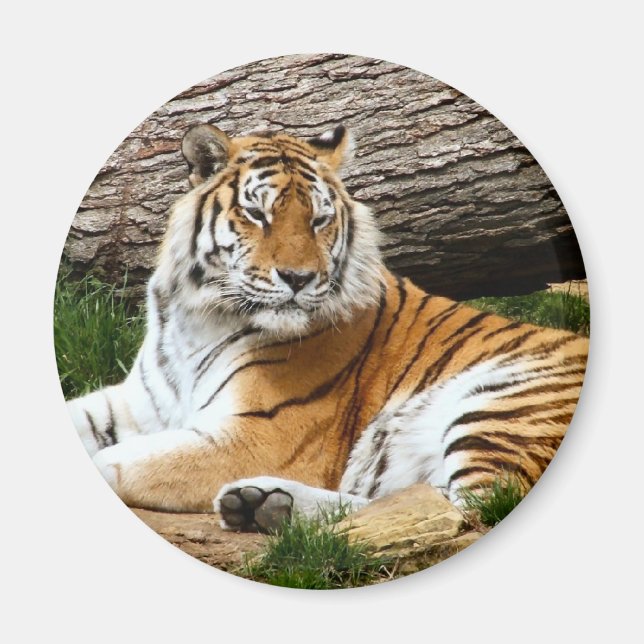 Schönes Tiger-Resting-Foto Magnet (Vorne)