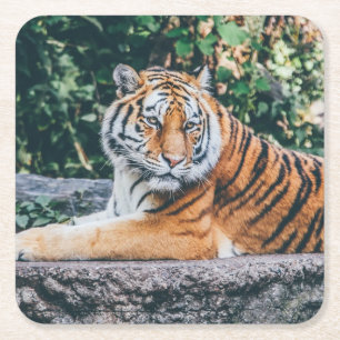 Schönes Tiger Untersetzer Set