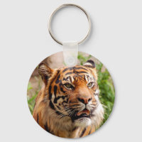 Schönes Tigergesicht