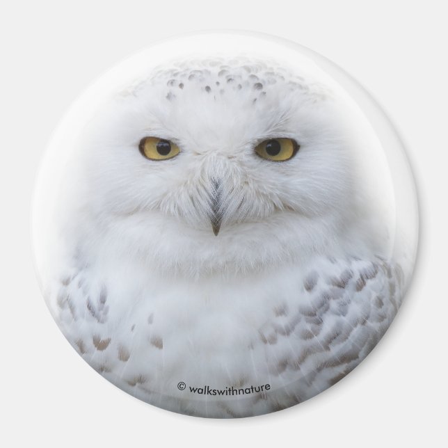 Schönes, traumhaftes und serenschneesicheres Owl Magnet (Vorne)