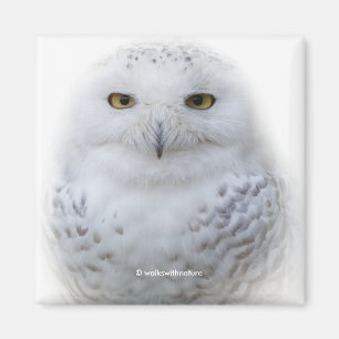 Schönes, traumhaftes und serenschneesicheres Owl Magnet