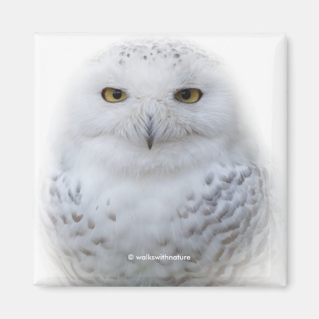 Schönes, traumhaftes und serenschneesicheres Owl Magnet (Vorne)
