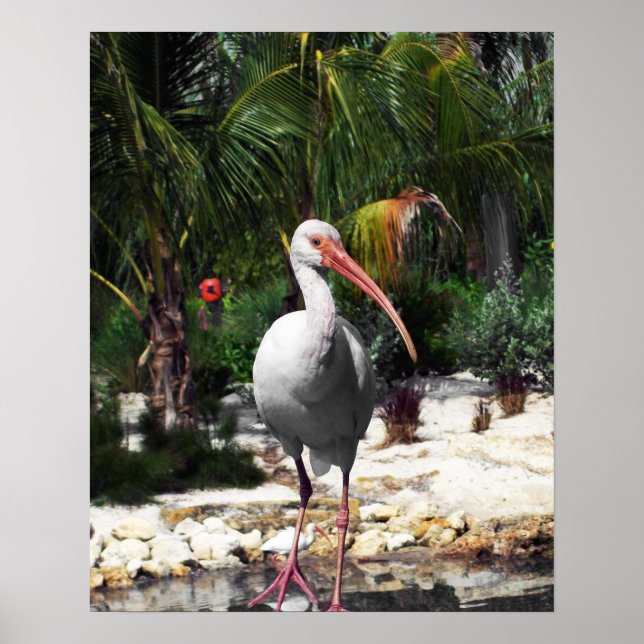 Schönes Tropical Bird Foto Poster (Vorne)