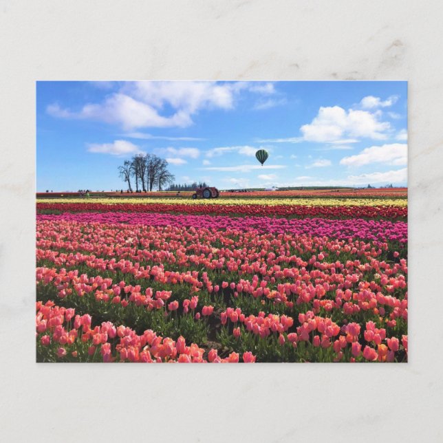 Schönes Tulip Field mit Heißluftballon, Oregon Postkarte (Vorderseite)