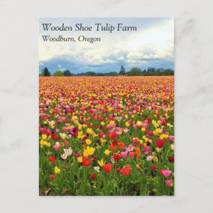 Schönes Tulip Field, Oregon Postcard Postkarte