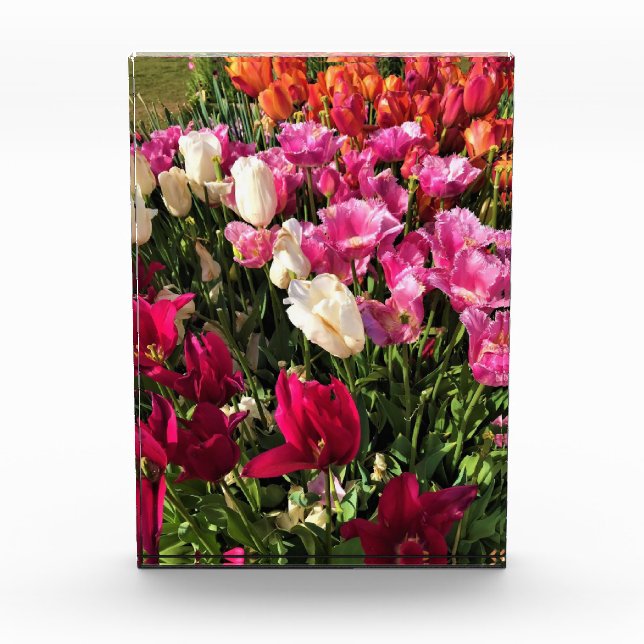 Schönes Tulip Garden Bed. Oregon Fotoblock (Vorderseite)