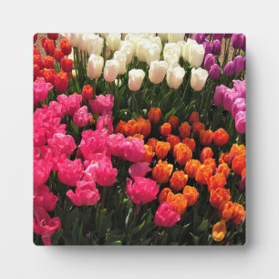Schönes Tulip Garden Bed. Oregon Fotoplatte