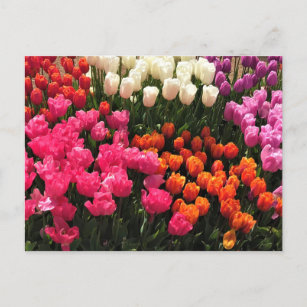 Schönes Tulip Garden Bed. Oregon Postkarte