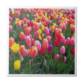 Schönes Tulpe-Foto-Entwurfsfoto Fliese